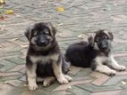 German Shepherd Puppies