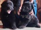 German Shepherd Puppies