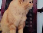 Persian Ginger Male Cat