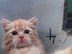 Ginger Persian Cat