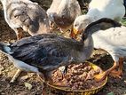 Goose Ducks