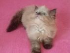 Himalayan Kittens