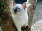 Himalayan Persian Cat