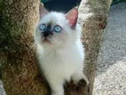 Himalayan Persian Cat