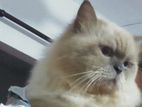 Himalayan Persian Cat for A Kind Home