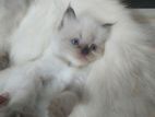 Himalayan Persian Kitten