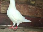Pigeon