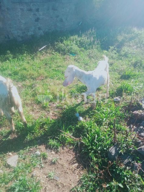 Jamunapari Goats in Nuwara Eliya City | ikman