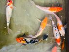 Japanese Bloodlines SL koi Carp