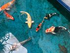 Koi Fish