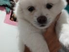 Japanese Spitz Pomeranian Puppy