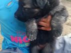 German Sherperd Puppies