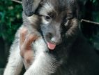 German Shepherd Puppies