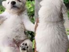 Kennel Lion Pomeranian Puppies