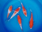 Original Koi Carps Fish