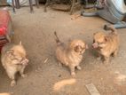 Lion Pomeranian