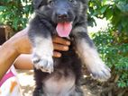 Lion German Shepard Puppies