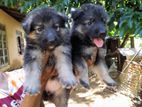 Lion German Shepard Puppies