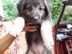 Lion German Shepherd Puppies