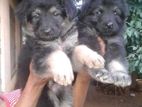 Lion German Shepherd Puppies