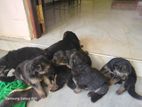 Lion German Shepherd Puppies