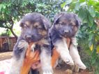 Lion German Shepard Puppies