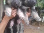 Lion German Shepard Puppies