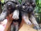 Lion German Shepard Puppies