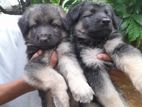 Lion German Shepherd Puppies