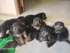 Lion German Shepard Puppies