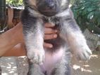 Lion German Shepherd Puppies