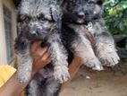 Lion Germen Shepherd Puppies