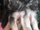 Lion German Shepherd Puppies
