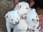 Lion Pomeranian Puppies