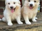 Lion Pomeranian Puppies