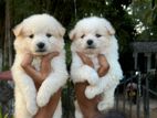 Lion Pomeranian Puppies