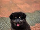 Lion Pomeranian Puppy