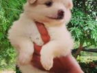 Lion Pomernarian Puppies