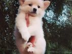 Lion Pomeranian Puppies