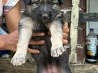 Lion Shepherd Puppies