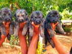 Lion Shepherd Puppies