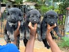 Lion Shepherd Puppies