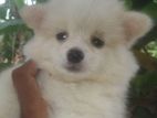 Lion Pomeranian Puppy