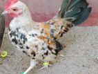 OEG Rooster