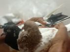 Pigeon