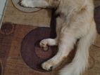 Persian Cat