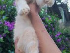 Persian Cat