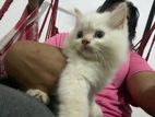 Persian Cat