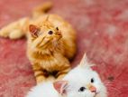 Persian Cat