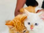 Persian Cat